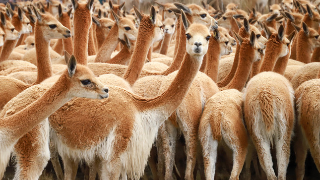vicuñas3