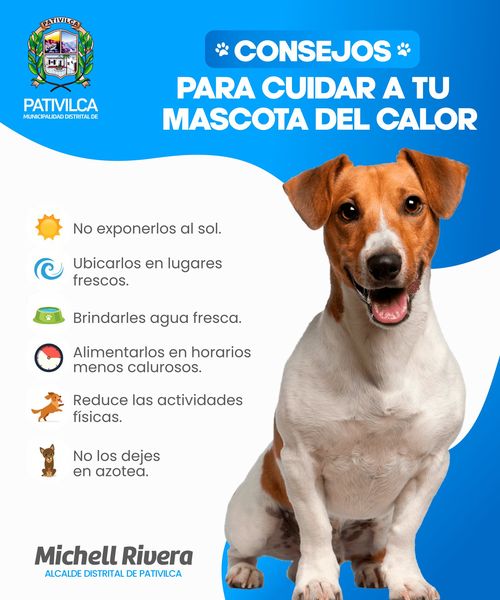 concejos para cuidar a tu mascota del calor