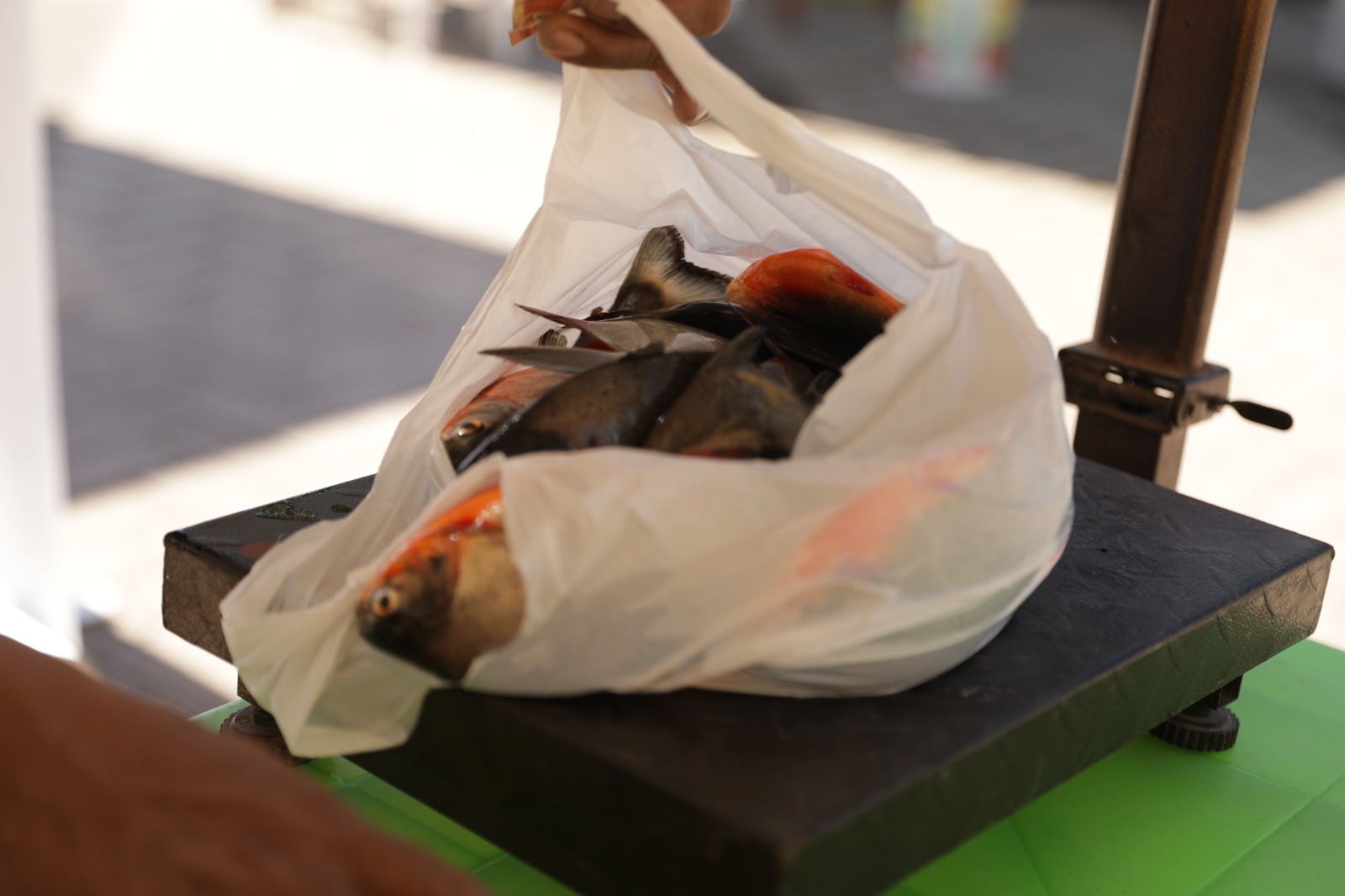 Pescado