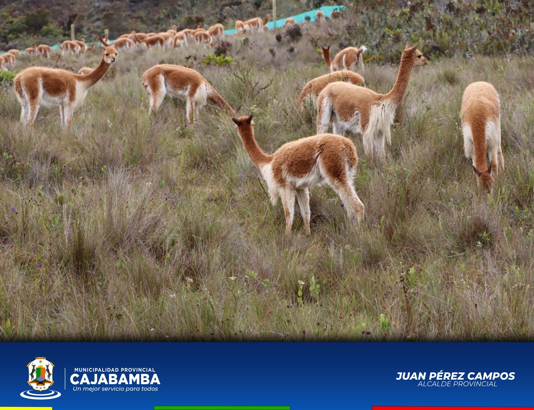 Crianza de Vicuñas