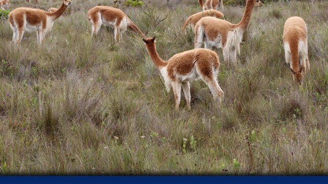 Crianza de Vicuñas