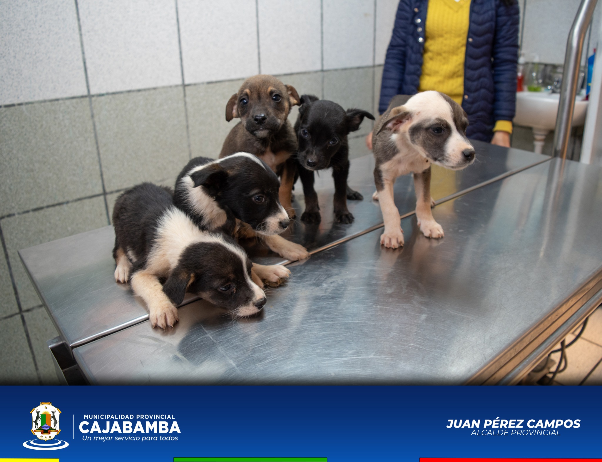 Cachorros Abandonados, En Adopción