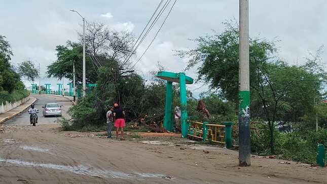 ALGARROBO SE DESPLOMA Y MUNICIPALIDAD TOMA MEDIDA INMEDIATA