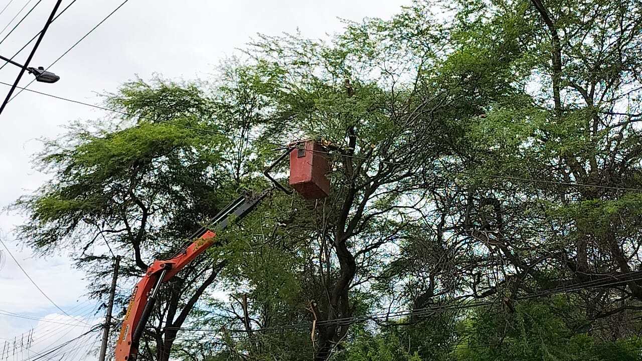 árbol