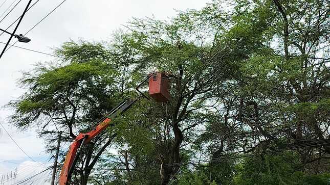 árbol