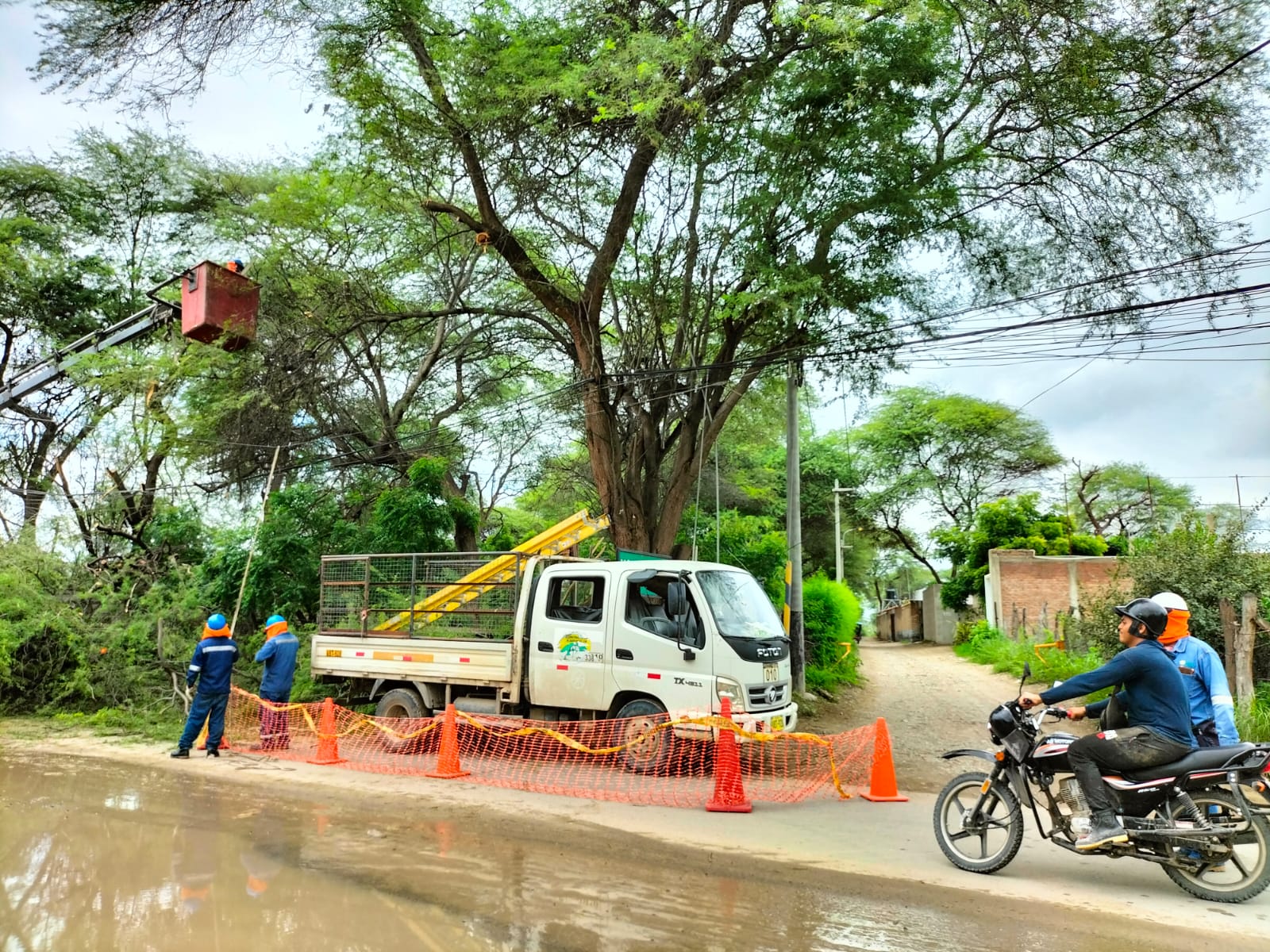 árbol
