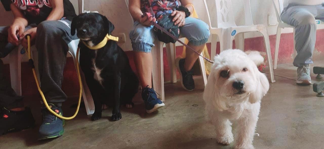 Con éxito se desarrolla la campaña de esterilización de canes y gatos