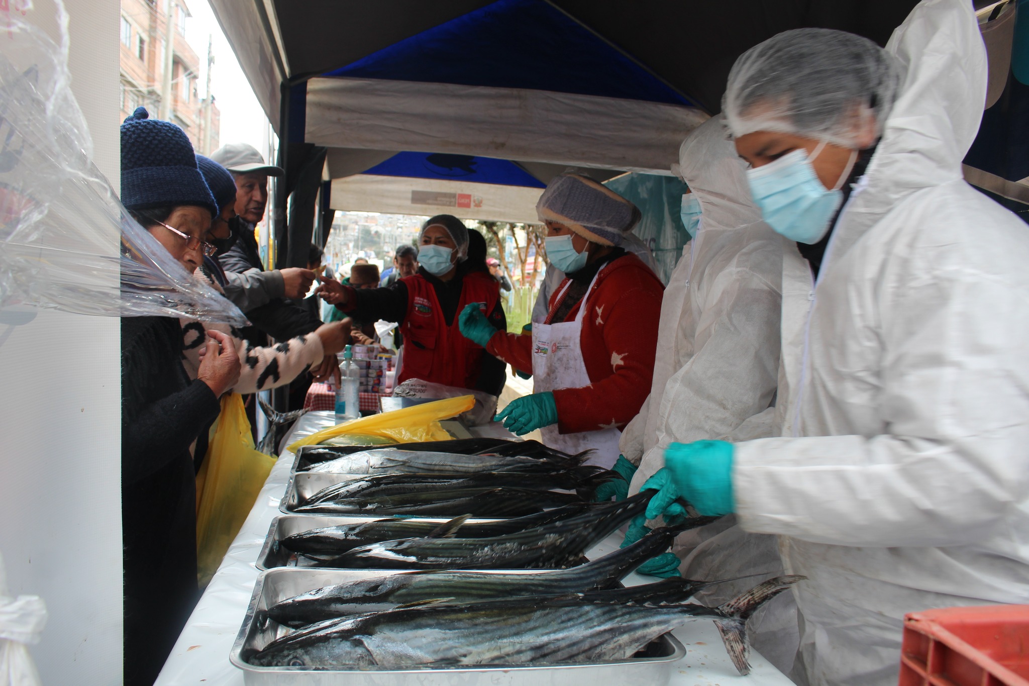 Archivo JPG variedades de pescado