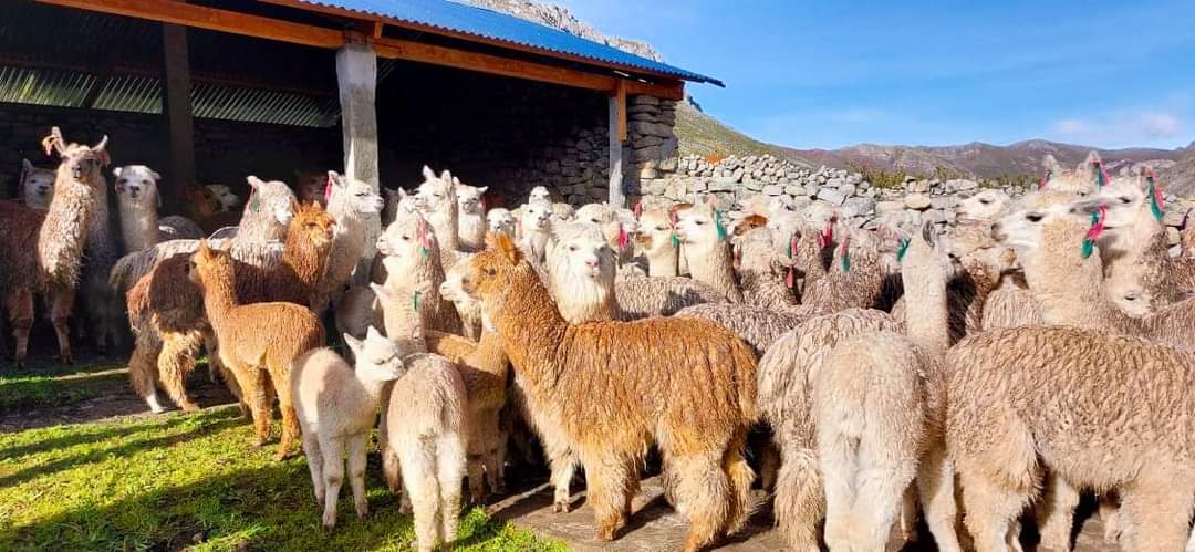 Cobertizos y fitotoldos en Yauyos
