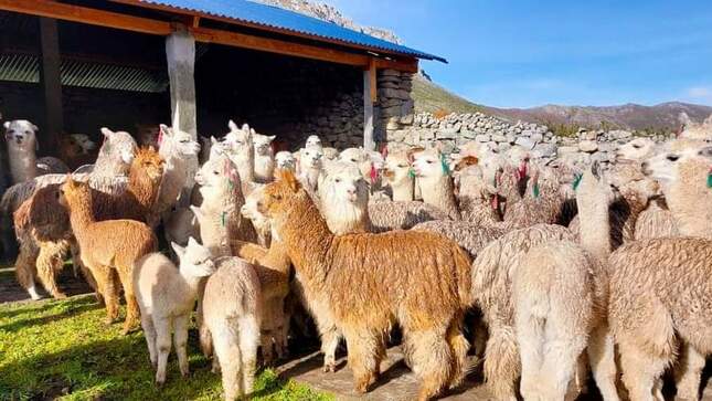 Cobertizos y fitotoldos en Yauyos