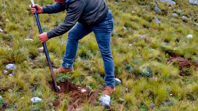 🔵El alcalde de la municipalidad distrital de Condebamba, sr. Manuel Villar Romero, llegó hasta la comunidad campesina Tangalbamba Alto, para participar de siembra de 10 mil plantones de pino, con objetivo de mejorar los colchones hídricos en la zona y mitigar los efectos del cambio climático.
🔵Las familias del lugar, podrán realizar la siembra y cosecha de agua. Además, aprovechar el recurso forestal maderable, que beneficiará económicamente a los agricultores.
🔵Durante esta actividad el alcalde manifestó, “Para nosotros como municipalidad es muy importante esta actividad, ya que, estamos comprometidos en trabajar para mejorar la producción agropecuaria del distrito, teniendo en cuenta que las familias de Condebamba tienen como principal actividad económica la producción agropecuaria “.
🔵Cabe mencionar, que la siembra de los plantones se realizó en el marco del convenio que se trabaja con la Agencia Agraria, bajo el proyecto denominado Poncho Verde.