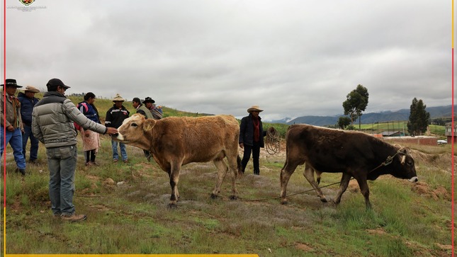 La Municipalidad Distrital de Colquemarca a través de la Subgerencia de Desarrollo Económico Local, con su Proyecto Ferias, reinició la conocida y esperada Tablada Ganadera Dominical donde hubo participación de compradores locales, del hermano distrito de Velille y de la Región de Arequipa.
El evento contó con la participación de cerca de 50 ejemplares de ganado vacuno, así como también se observó la presencia de ganado ovino y equino, lo que hizo de esta Tablada Ganadera una verdadera muestra de la diversidad y riqueza de nuestra zona.
El Campo Ferial Ampu Pampa fue el lugar de encuentro para los ganaderos y amantes de la ganadería, donde se llevaron a cabo las transacciones de compra y venta de animales. Además, luego de las transacciones, se realizó una importante reunión a cargo del Ing. Herminio Romero Moreno, en la que se acordó que, de ahora en adelante, todos los domingos se llevará a cabo esta Tablada Ganadera, convirtiéndose en una actividad recurrente para impulsar el desarrollo económico del distrito.
Agradecemos a todos los participantes por su entusiasmo y apoyo a esta iniciativa de la Municipalidad Distrital de Colquemarca. Esperamos contar con su presencia en las futuras ediciones de la Tablada Ganadera y seguir fortaleciendo el sector ganadero en nuestro distrito. 
¡Colquemarca, un nuevo comienzo con oportunidades para todos!
Prof. Santos Oviedo Ataucuri - Alcalde
Gestión 2023 - 2023


