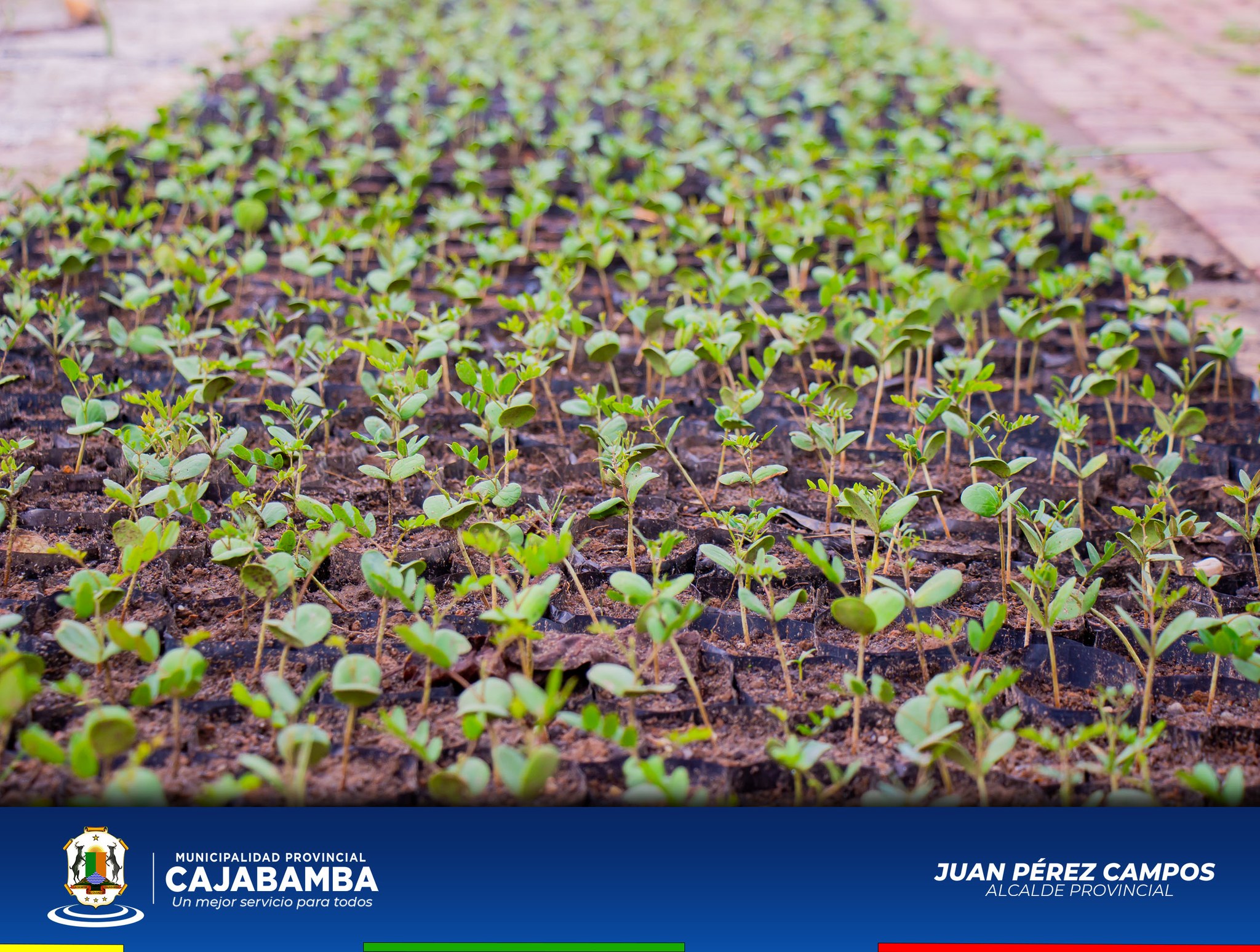 Alcalde Supervisa Avance De Producción De Plantones En El Vivero Municipal  