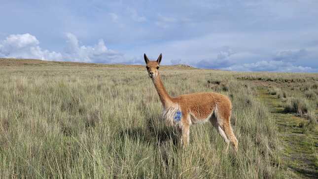 puno1