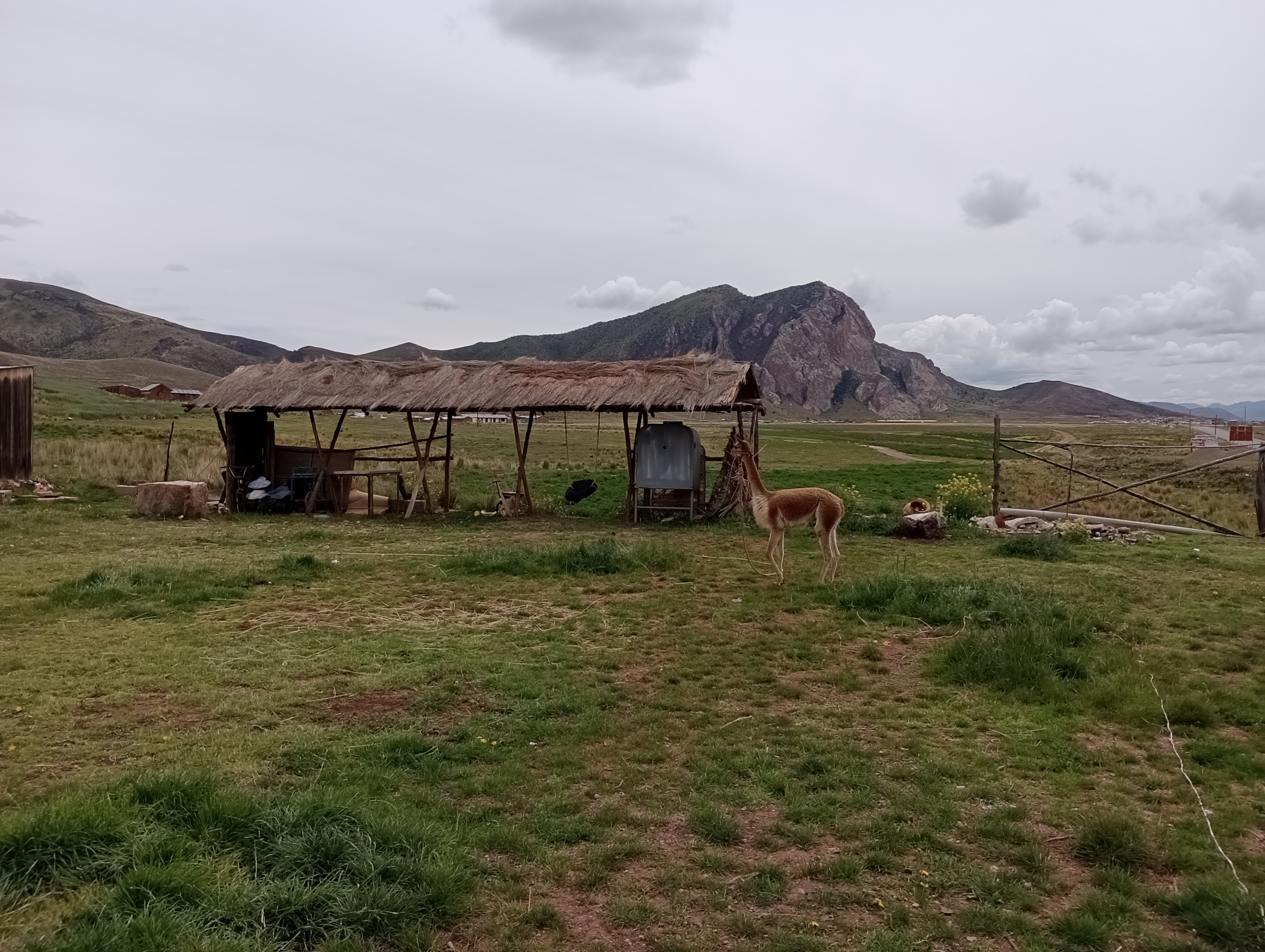 puno3