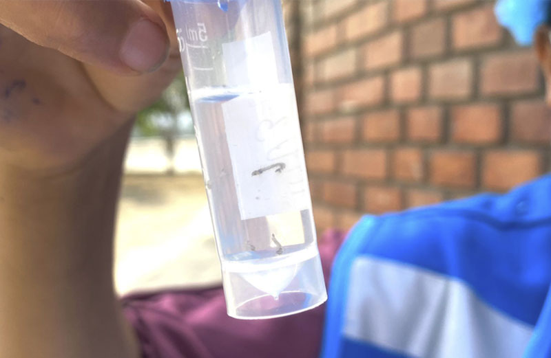 2 de Diris Lima Centro intensifica control de dengue tras caso confirmado en sector uno de Mangomarca
