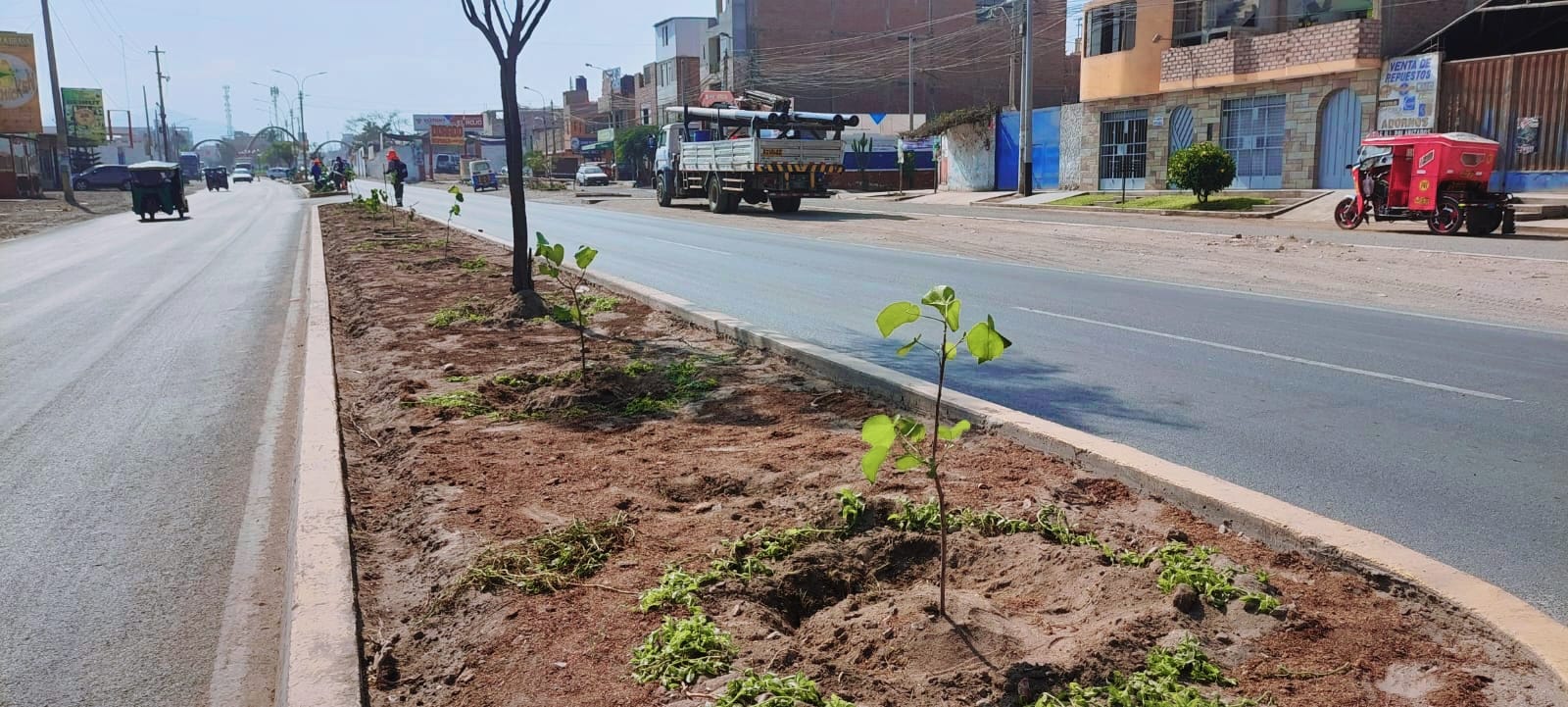 MPH realizó la gran cruzada de plantado de árboles en la avenida Chancay