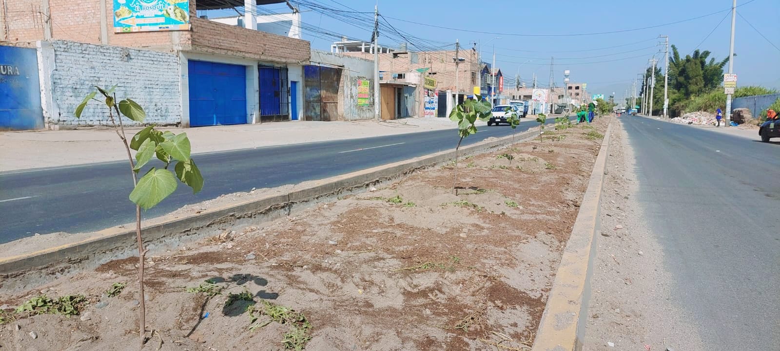MPH realizó la gran cruzada de plantado de árboles en la avenida Chancay