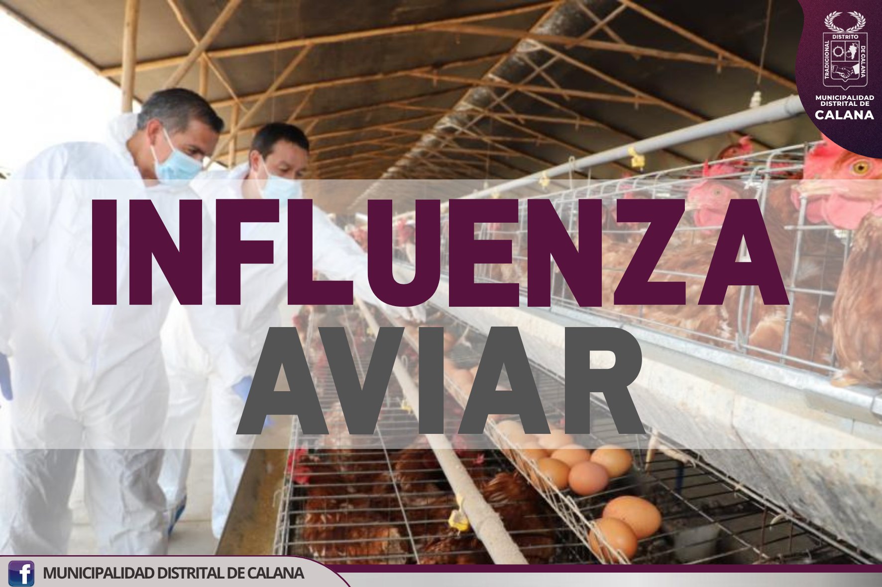 Influenza Aviar
