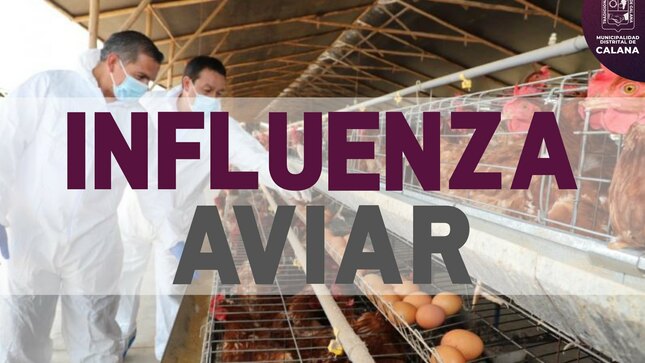 Influenza Aviar