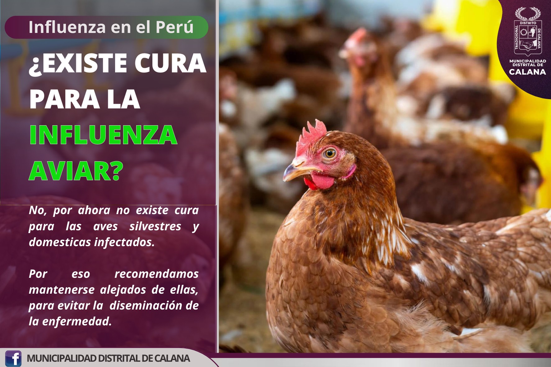 Influenza Aviar