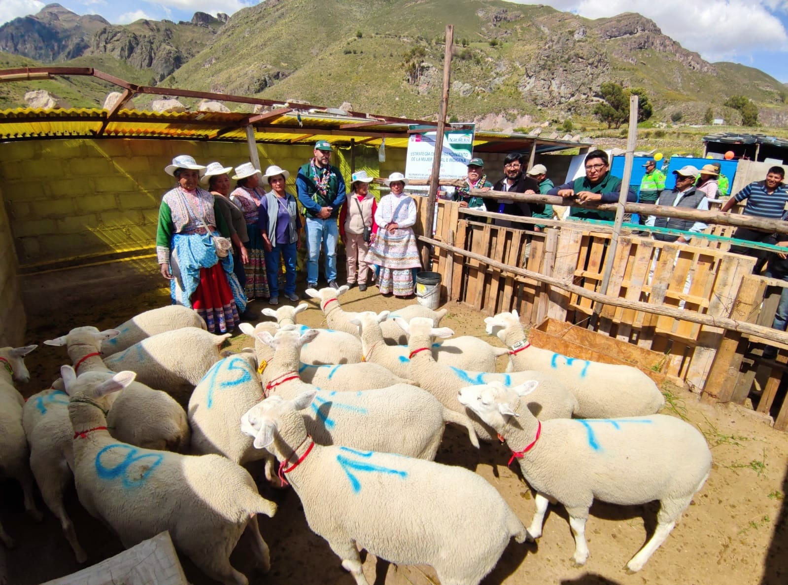 Entrega de bienes para producción ovina - Arequipa