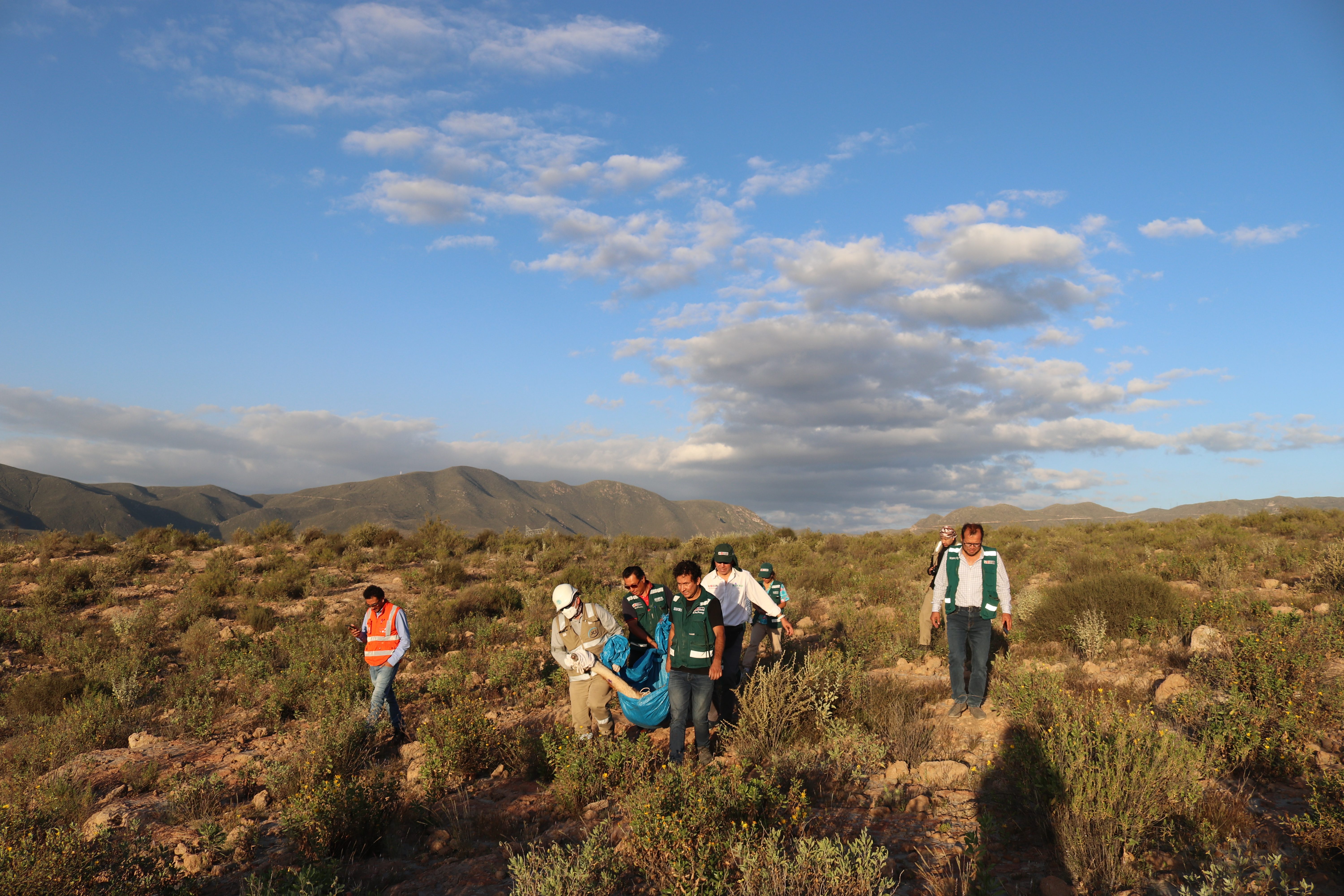 guanaco1