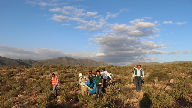 guanaco1