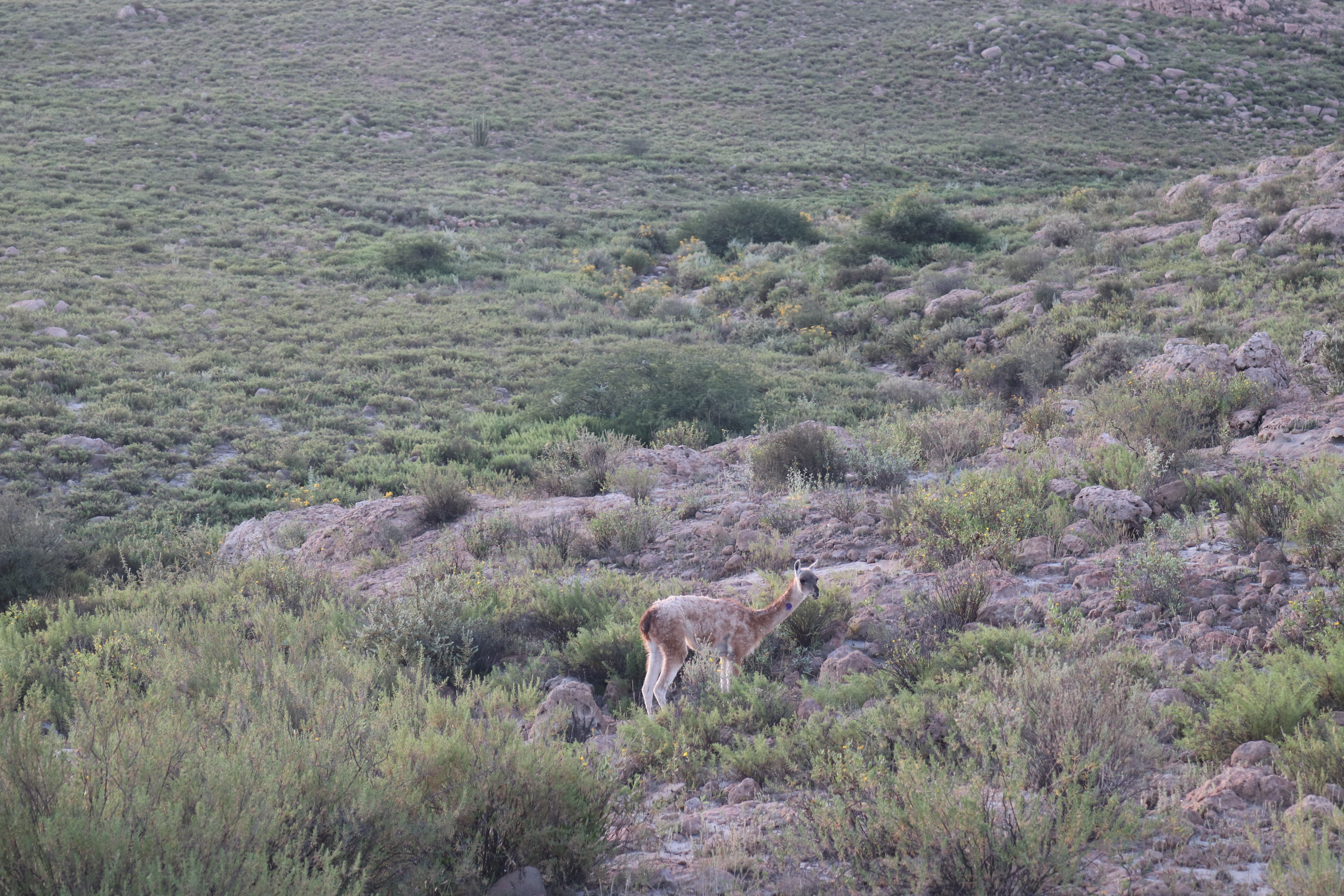 guanaco5