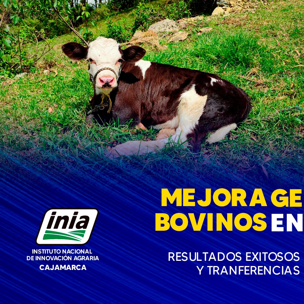 Mejora genética de bovinos en Cajabamba