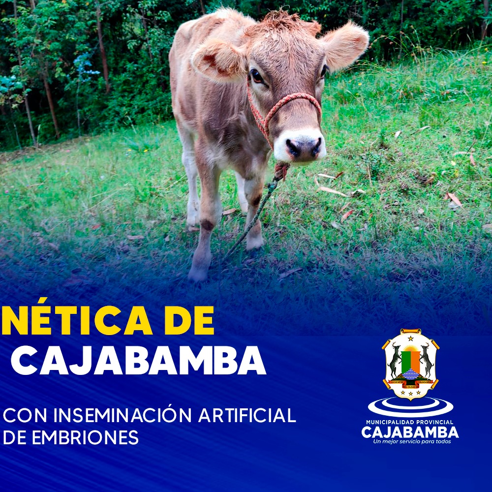 Mejora genética de bovinos en Cajabamba