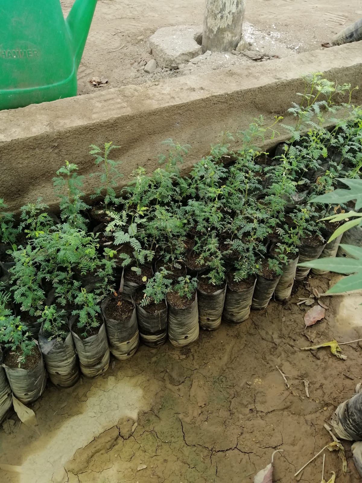 GORE sembrará mil plantas de algarrobo en bosque El Cañoncillo