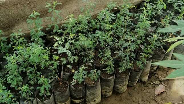 GORE sembrará mil plantas de algarrobo en bosque El Cañoncillo
