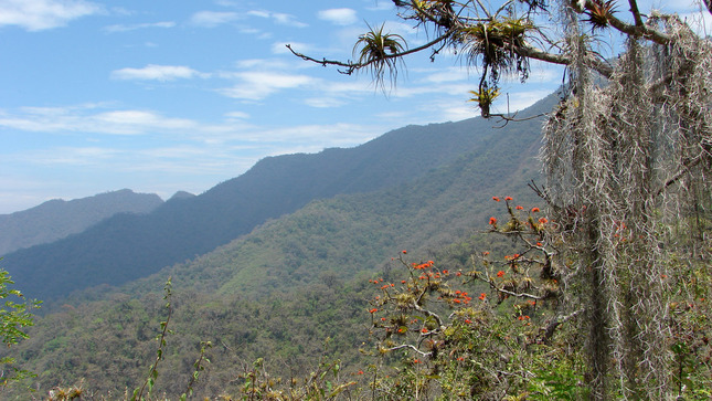 Área De Conservación Regional Bosques Secos Salitral Huarmaca