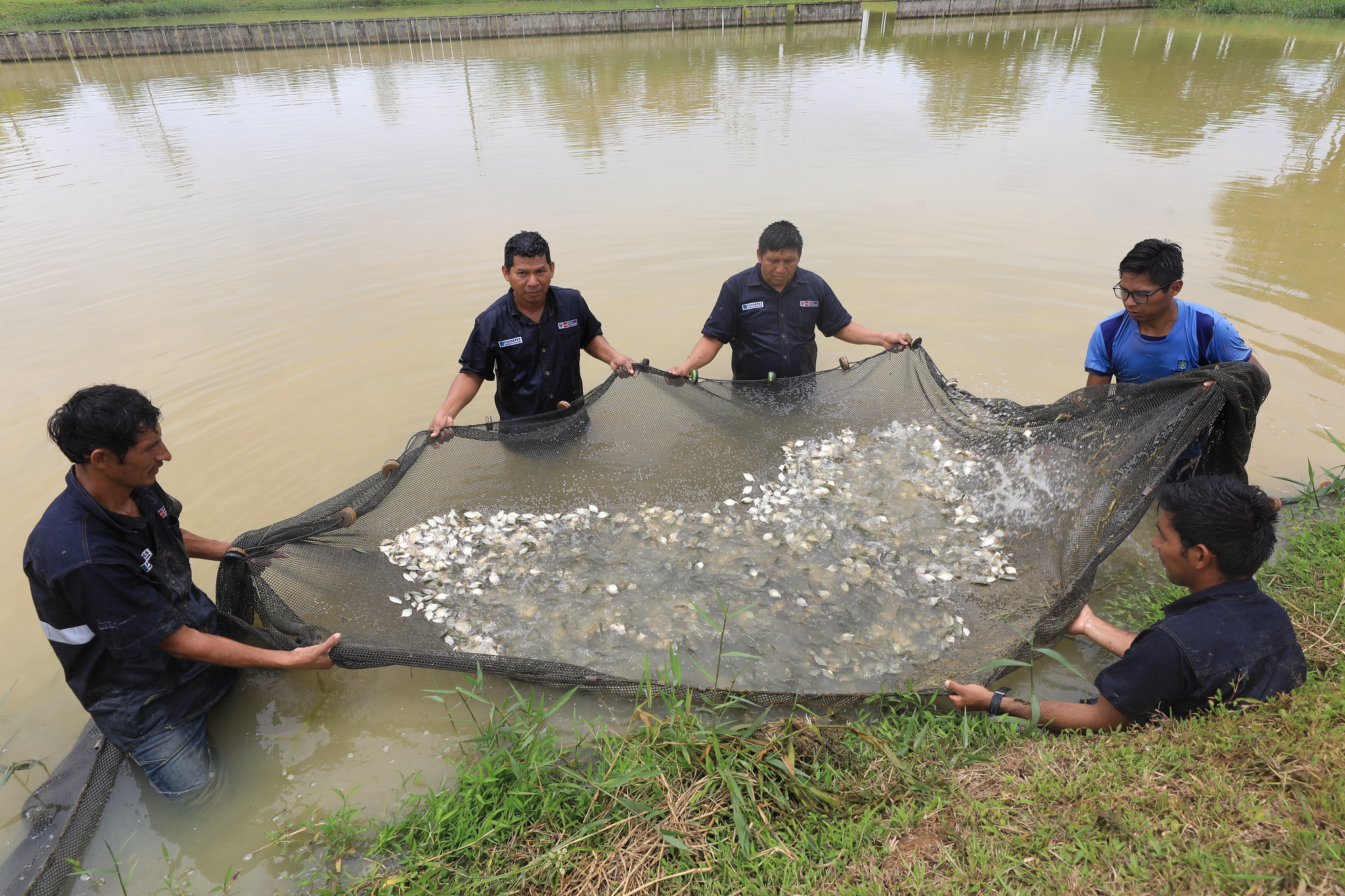 Produce: Más de 52 000 peruanos apostaron por la innovación en Pesca y Acuicultura