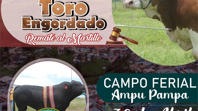 Gran tablada ganadera y festival del toro engordado colquemarca 2023 