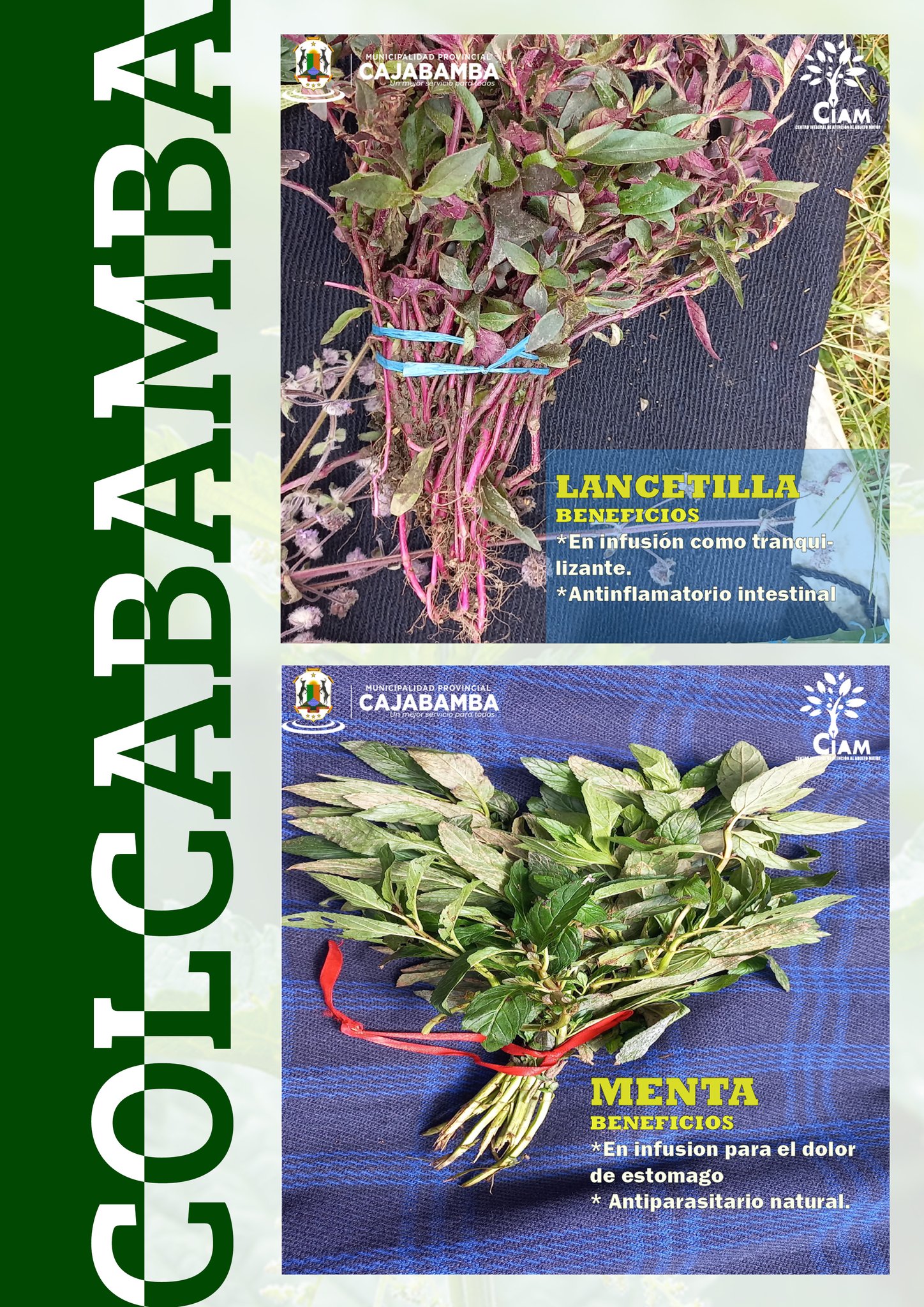 Plantas Medicinales del C.P. Colcabamba