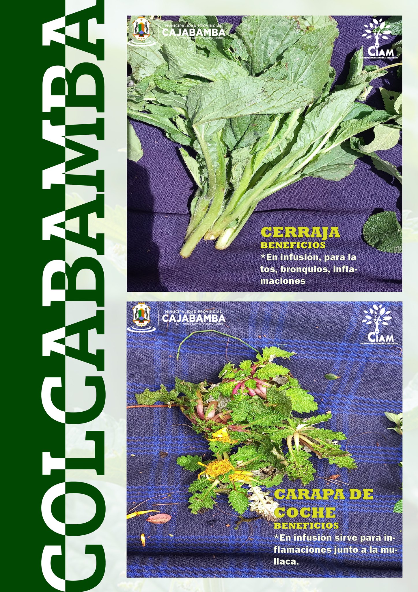 Plantas Medicinales del C.P. Colcabamba