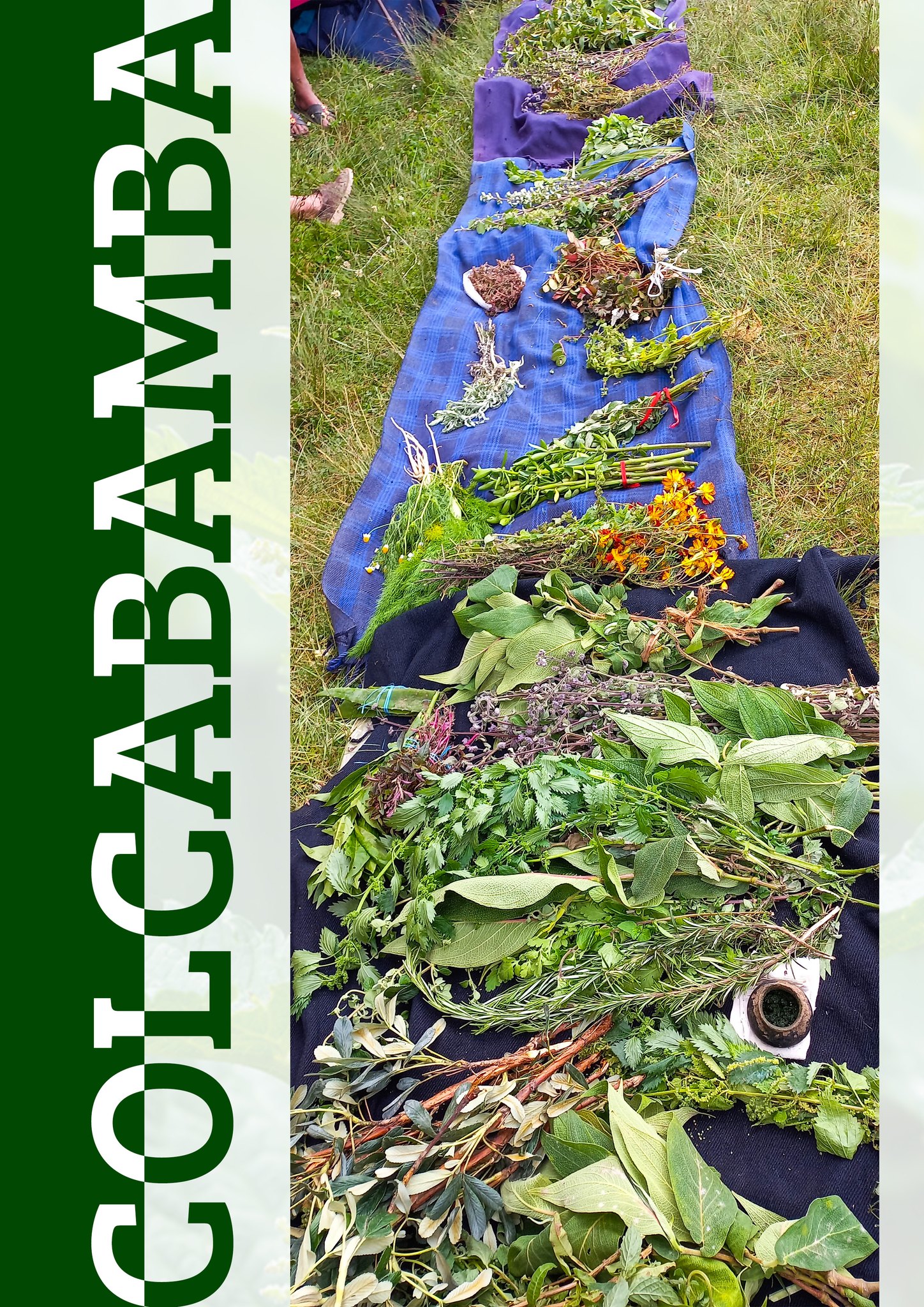 Plantas Medicinales del C.P. Colcabamba