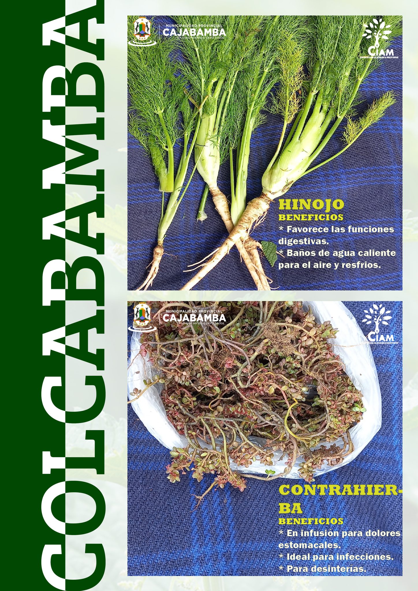 Plantas Medicinales del C.P. Colcabamba
