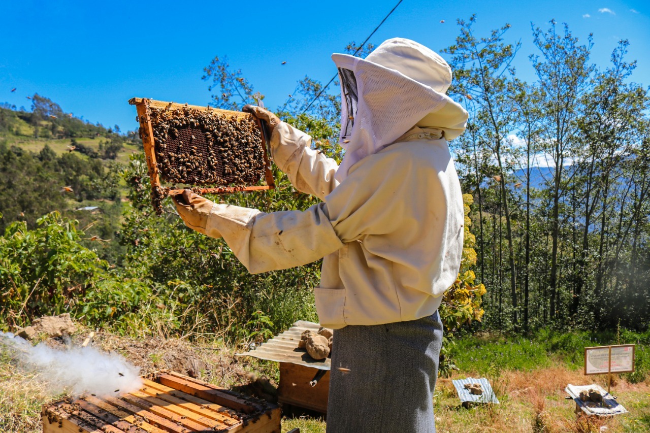 Apicultura Huancavelica