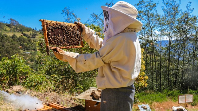 Apicultura Huancavelica