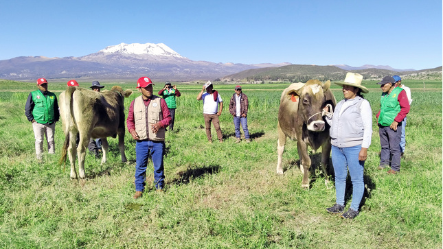 Productores ganaderos de Parinacochas fortalecen sus capacidades productivas mediante pasantía