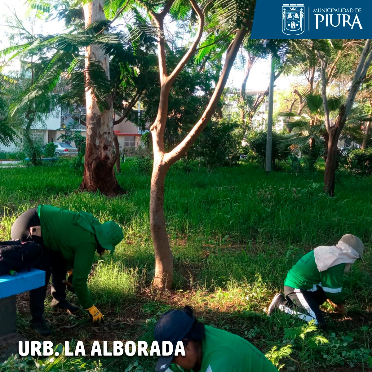 Estas acciones de mantenimiento de las áreas verdes se ejecutan para evitar la proliferación del zancudo transmisor del dengue.