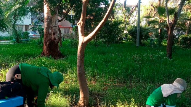 Estas acciones de mantenimiento de las áreas verdes se ejecutan para evitar la proliferación del zancudo transmisor del dengue. 

