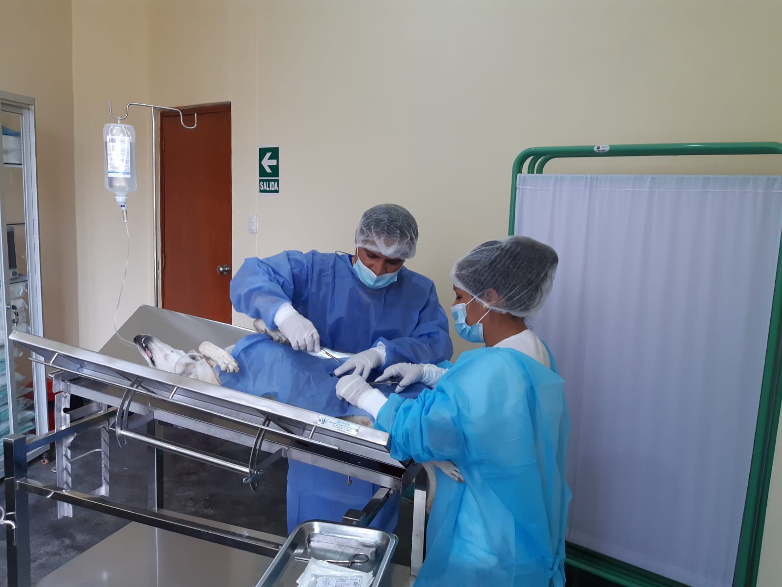 Las esterilizaciones se realizaron en el Centro Veterinario Municipal Patitas, a cargo de la División de Salubridad.