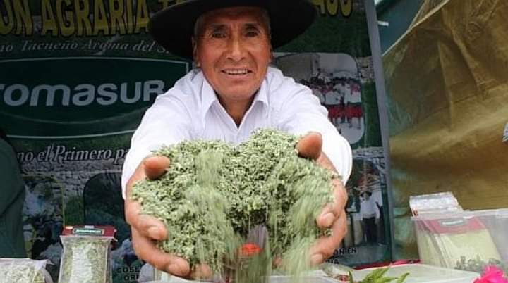 Productores de Ilabaya participarán en el XVII Festival del Orégano de Tacna