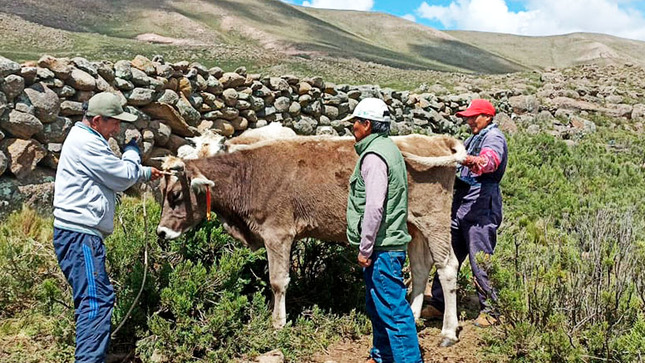 Apuestan por la ganadería en la región de Ayacucho