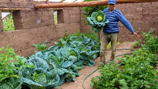 Proyecto Agricultura Familiar fomenta consumo de hortalizas