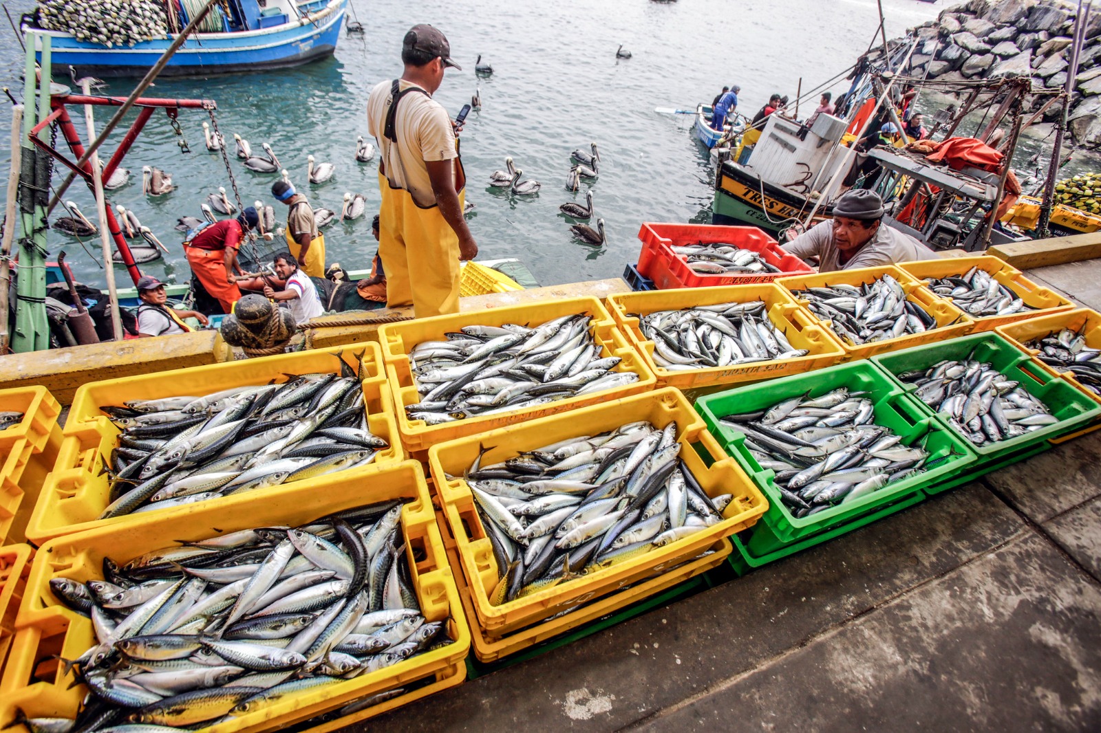 Produce: desembarques pesqueros crecieron 46.1% en marzo del presente año respecto del 2022